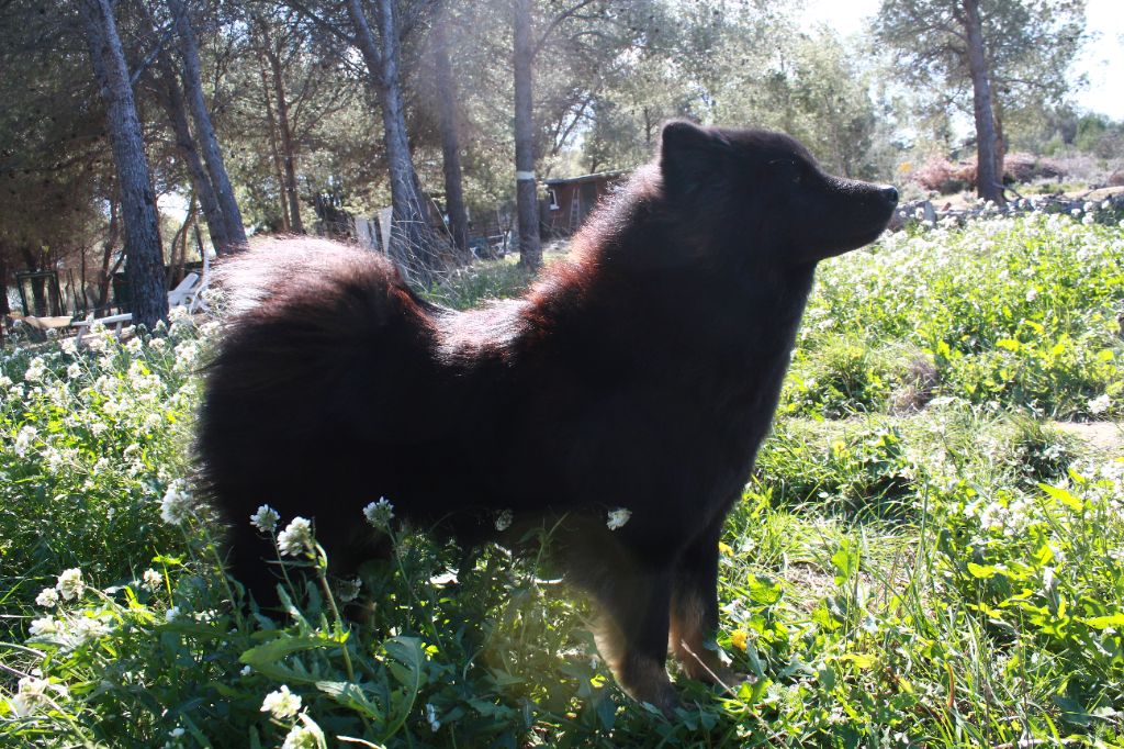 Tiana Des Terres d'Orya