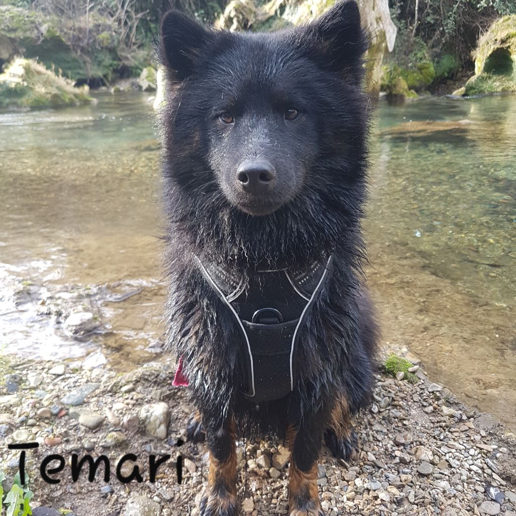 Temari Des Terres d'Orya