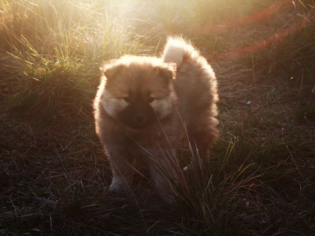 chiot Eurasier Des Terres d'Orya