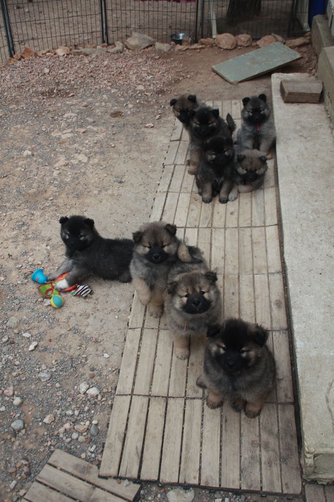 chiot Eurasier Des Terres d'Orya