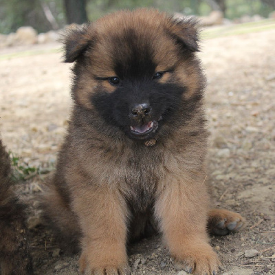 Des Terres d'Orya - Eurasier - Portée née le 15/05/2024