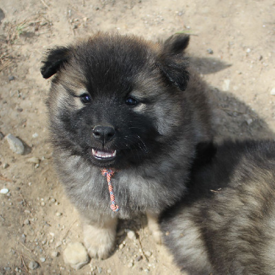 Des Terres d'Orya - Eurasier - Portée née le 18/05/2024