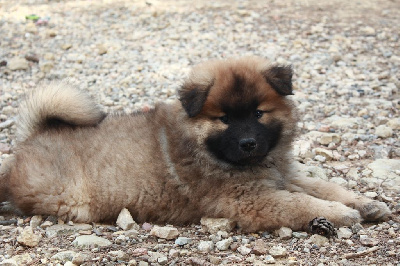 Des Terres d'Orya - Eurasier - Portée née le 21/04/2023