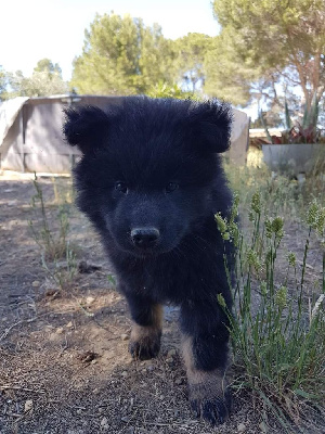 Des Terres d'Orya - Eurasier - Portée née le 06/04/2022