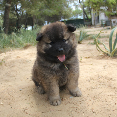 Des Terres d'Orya - Eurasier - Portée née le 18/05/2024