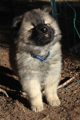 Male collier bleu