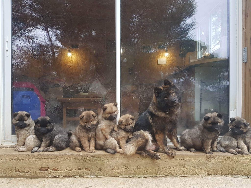 chiot Eurasier Des Terres d'Orya