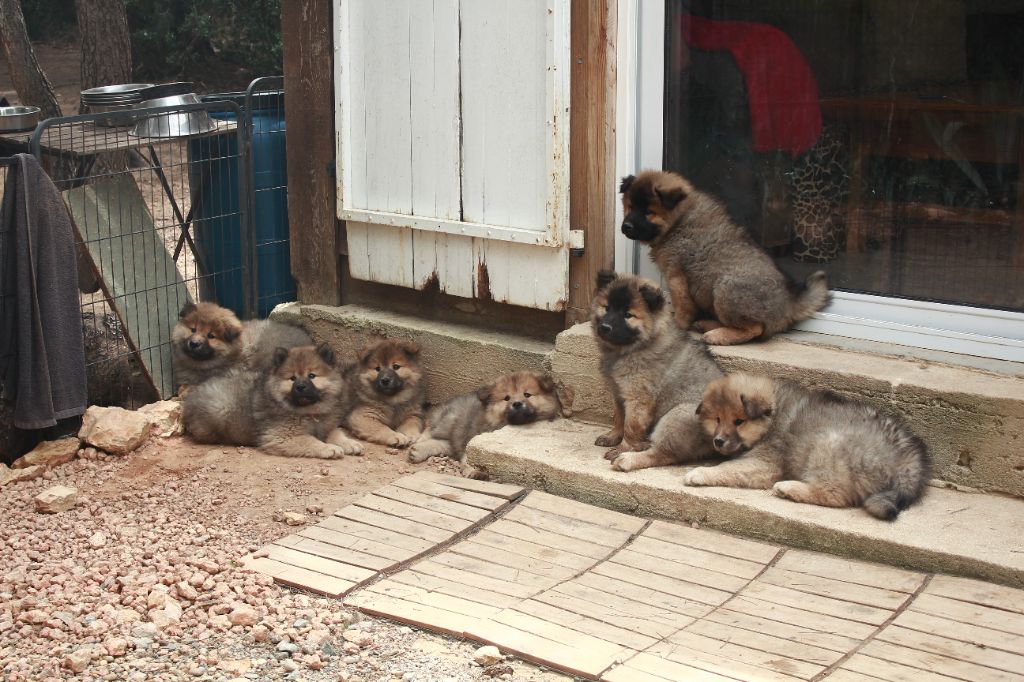 chiot Eurasier Des Terres d'Orya