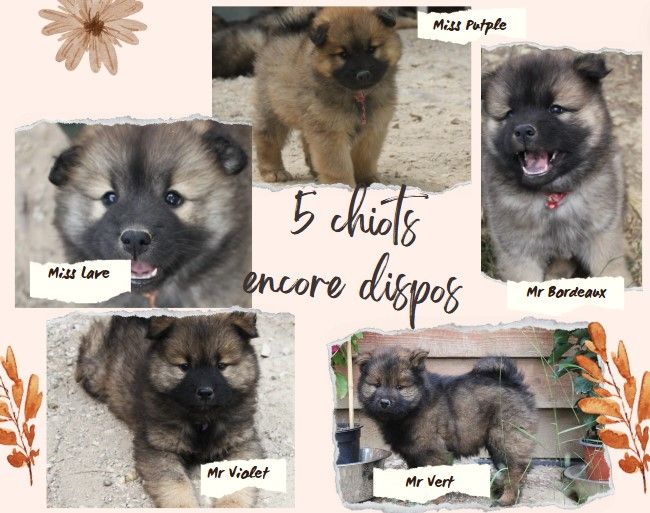 Des Terres d'Orya - 5 Chiots disponibles pour Fin Juillet