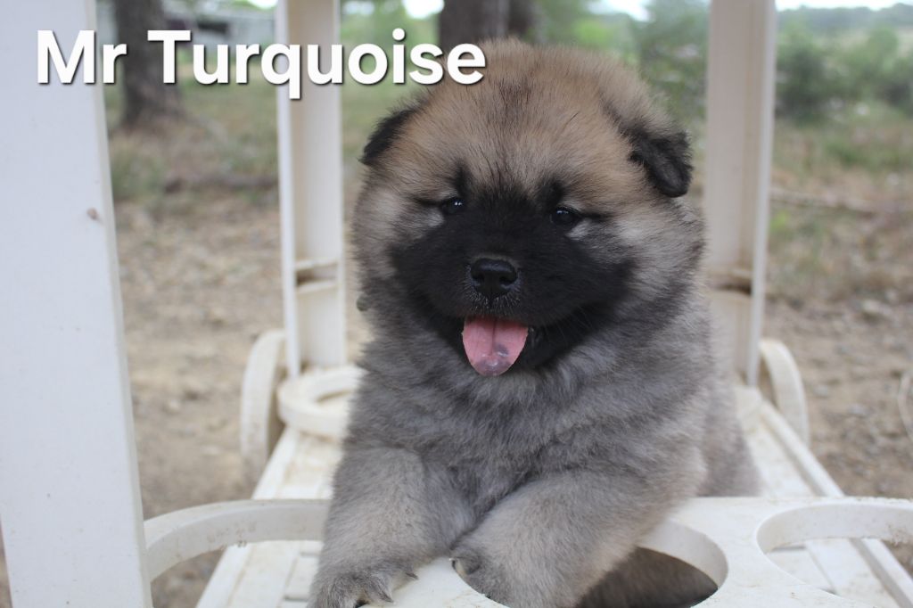 Des Terres d'Orya - Chiots disponibles - Eurasier