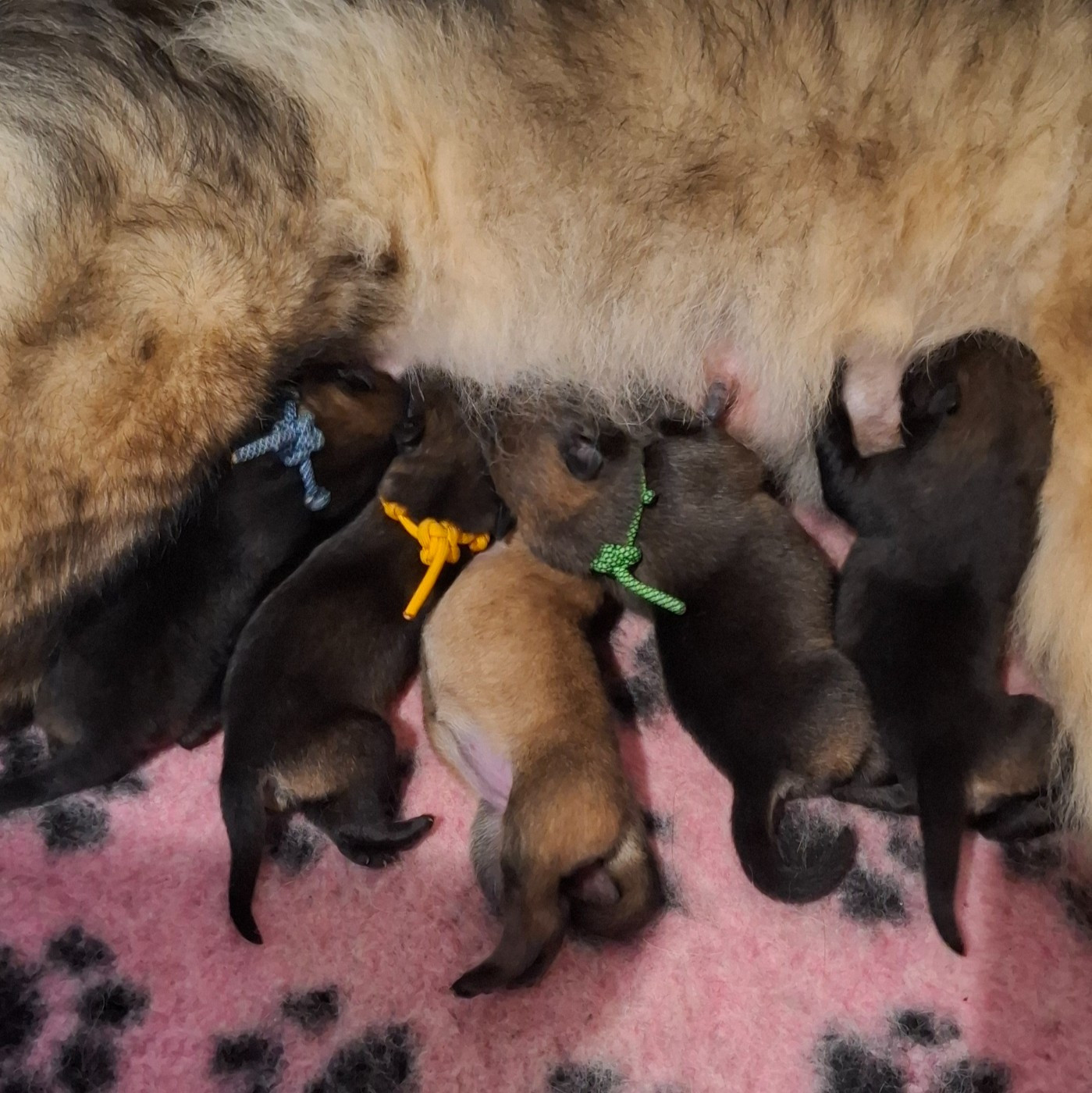 Chiot Eurasier Des Terres d'Orya