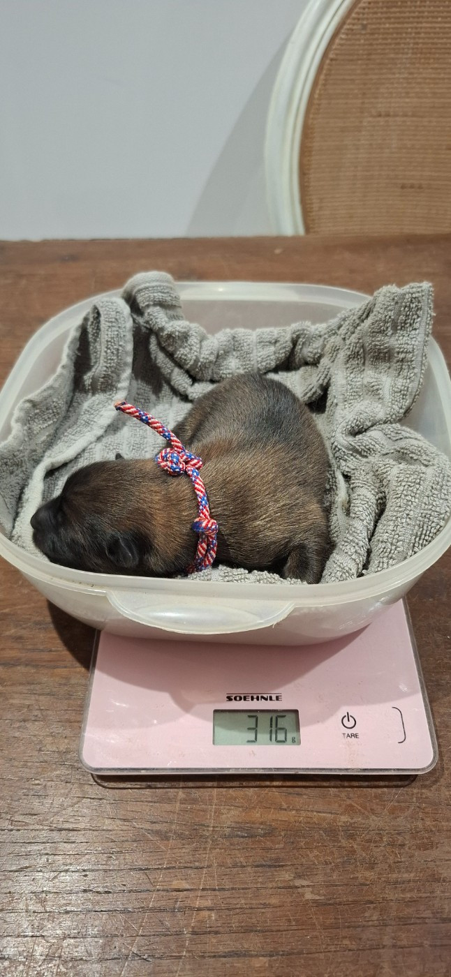 Des Terres d'Orya - Chiots disponibles - Eurasier