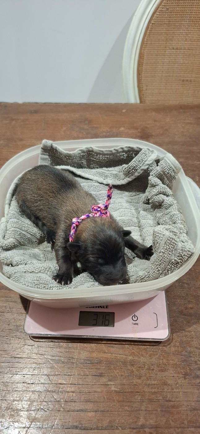 Des Terres d'Orya - Chiots disponibles - Eurasier