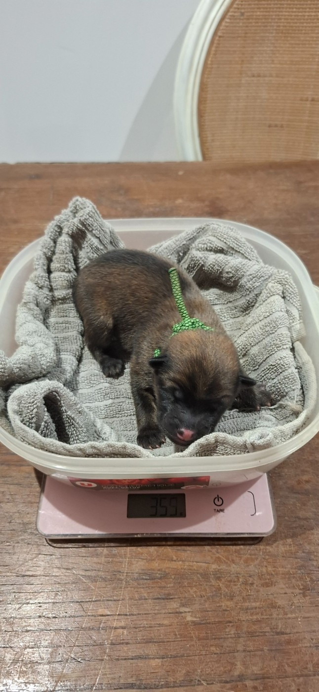 Des Terres d'Orya - Chiots disponibles - Eurasier