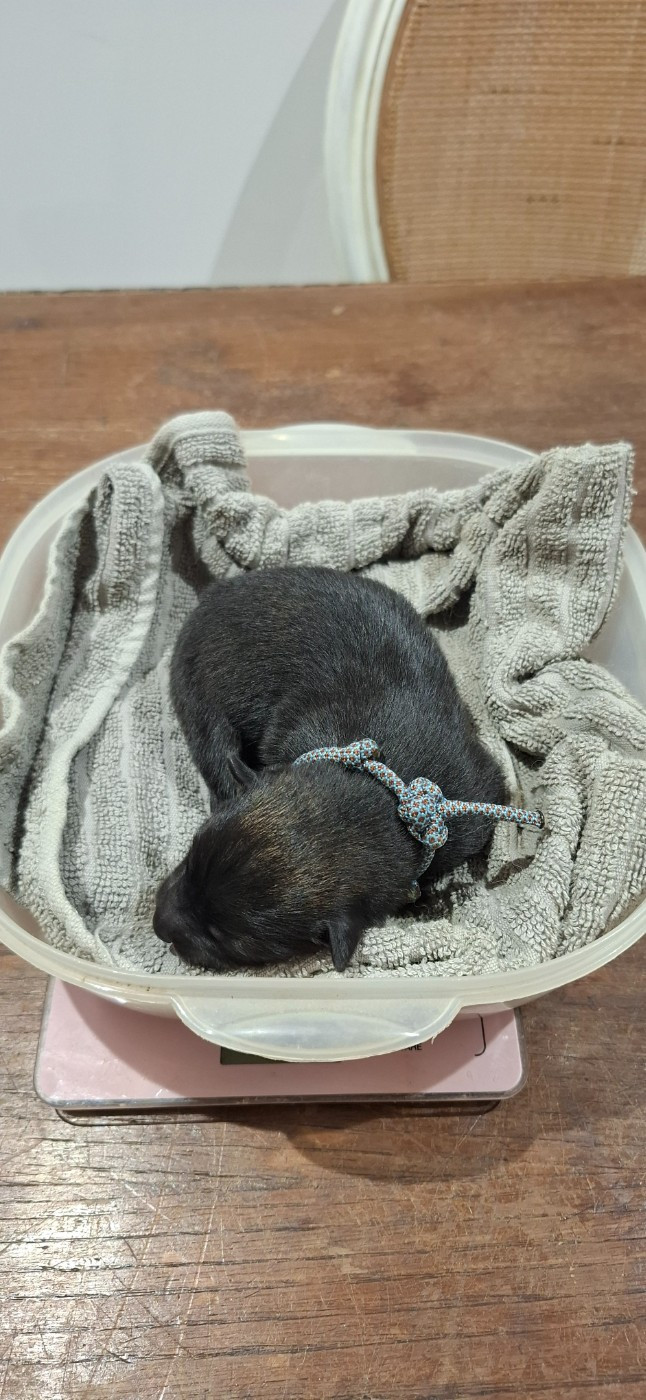 Des Terres d'Orya - Chiots disponibles - Eurasier