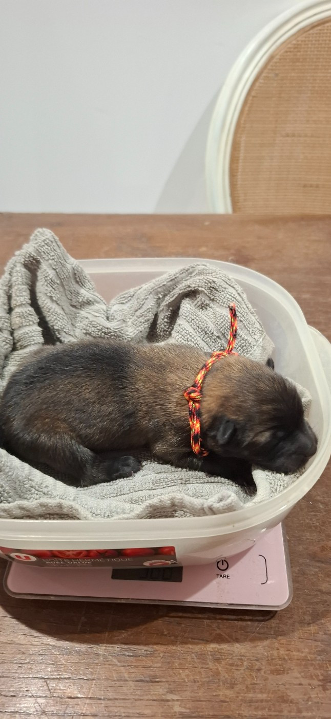 Des Terres d'Orya - Chiots disponibles - Eurasier