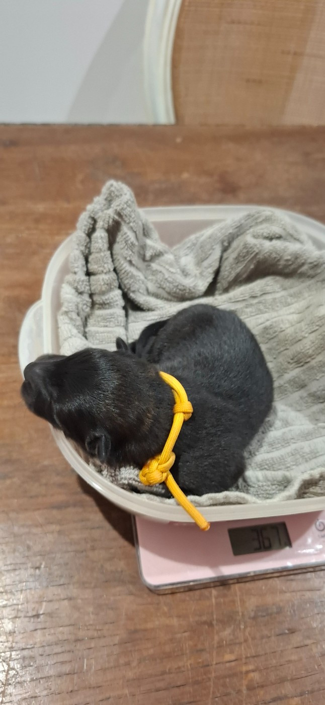 Des Terres d'Orya - Chiots disponibles - Eurasier