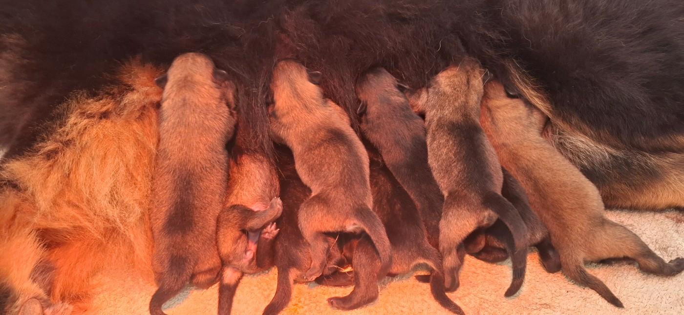 Chiot Eurasier Des Terres d'Orya