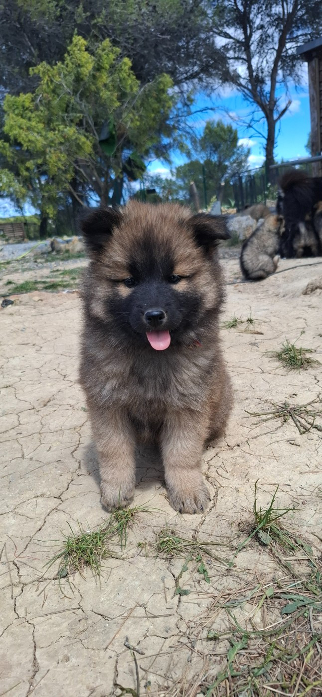 Des Terres d'Orya - Chiots disponibles - Eurasier