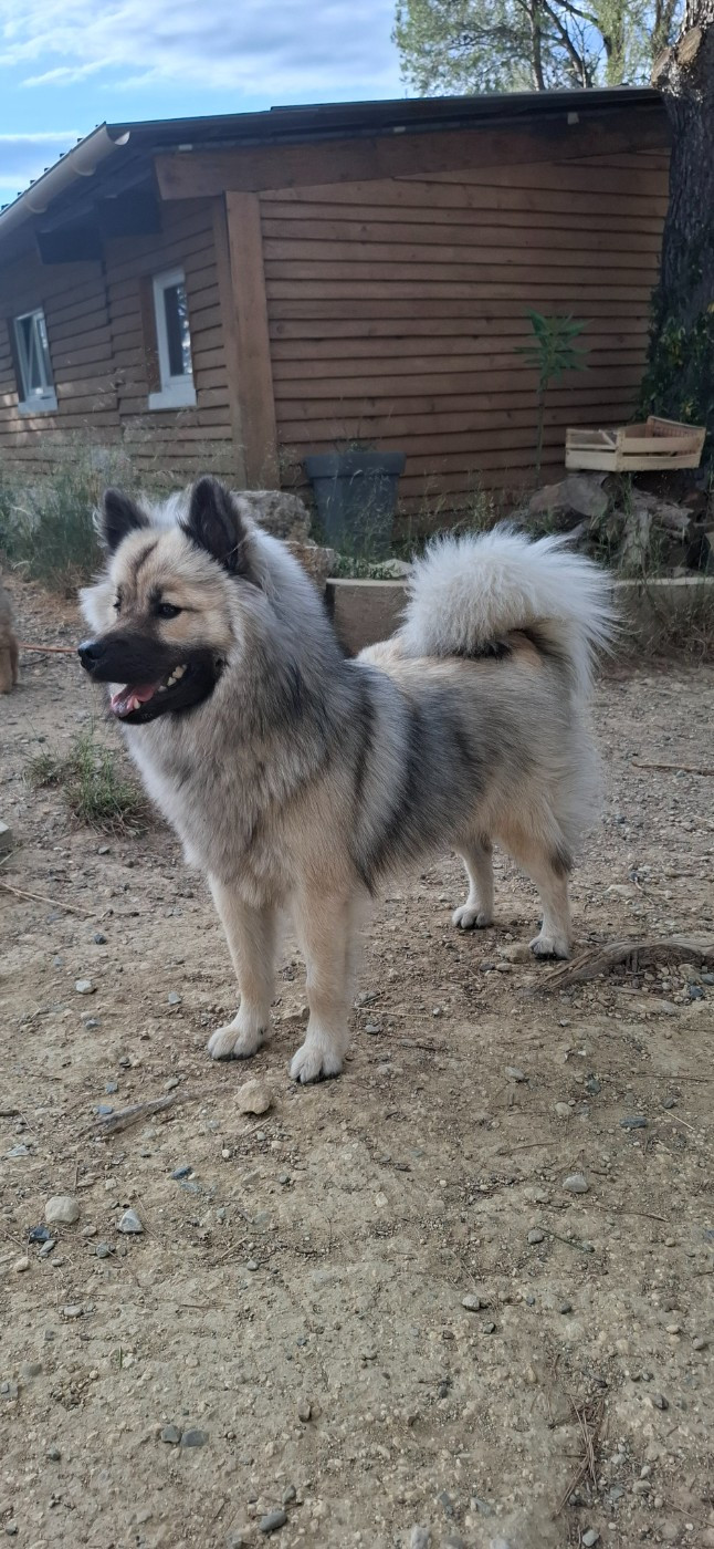 Des Terres d'Orya - Chiots disponibles - Eurasier