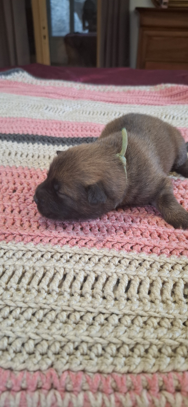 Des Terres d'Orya - Chiots disponibles - Eurasier