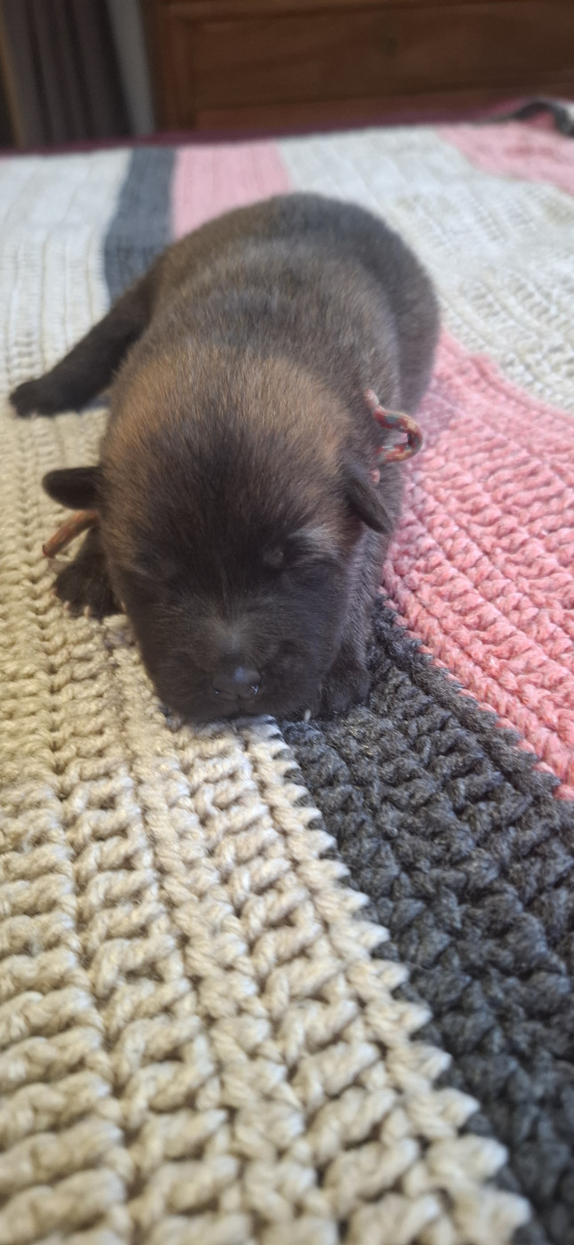 Des Terres d'Orya - Chiots disponibles - Eurasier