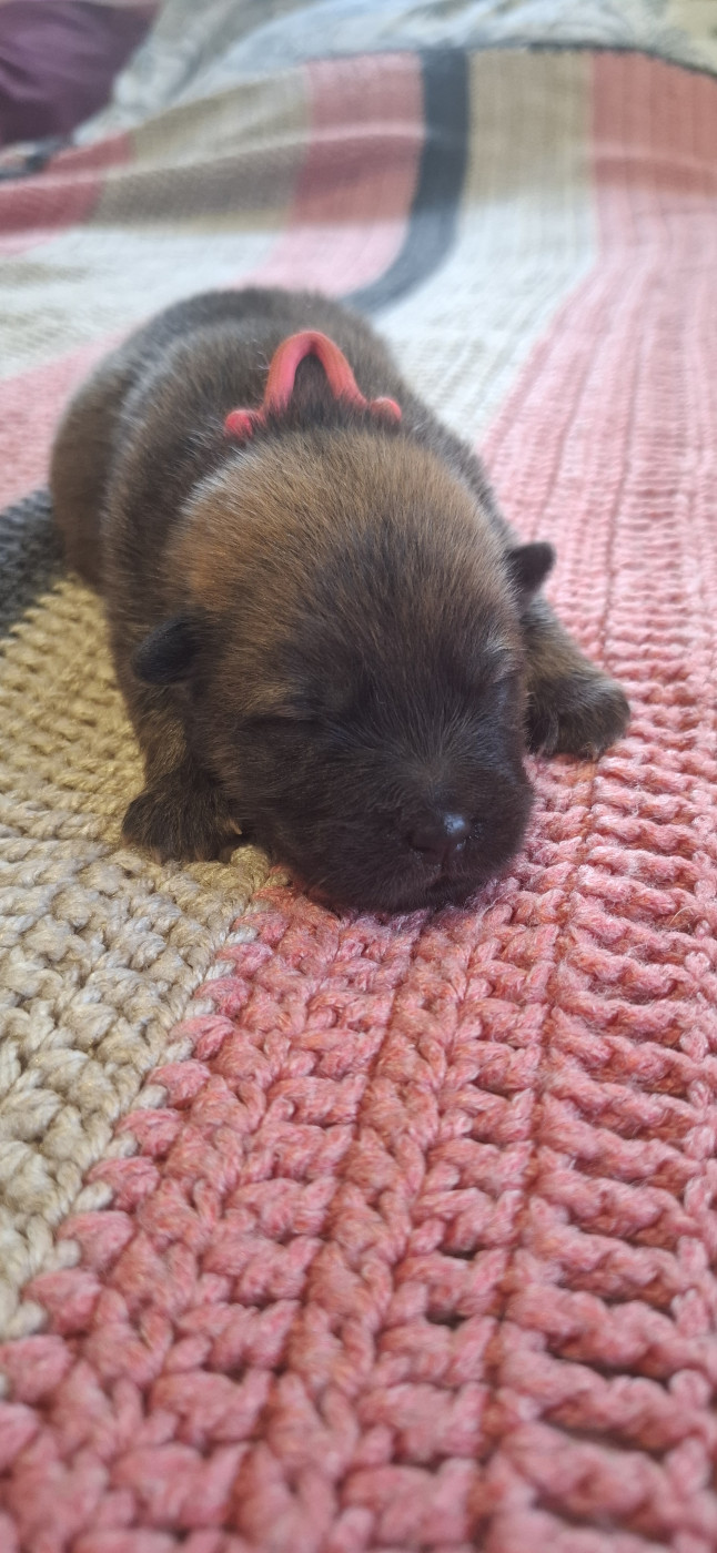 Des Terres d'Orya - Chiots disponibles - Eurasier