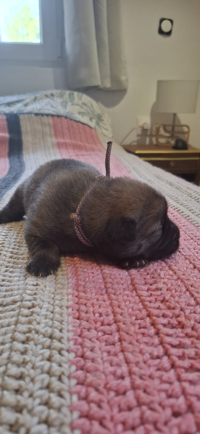 Des Terres d'Orya - Chiots disponibles - Eurasier
