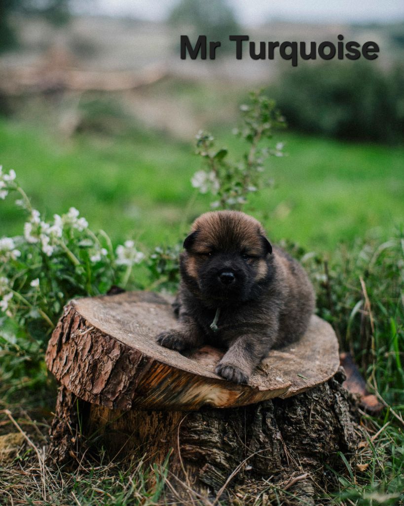 Des Terres d'Orya - Chiots disponibles - Eurasier