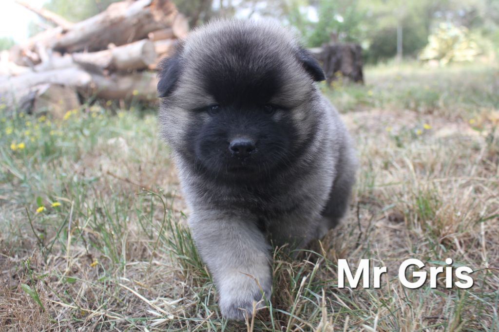 Des Terres d'Orya - Chiots disponibles - Eurasier