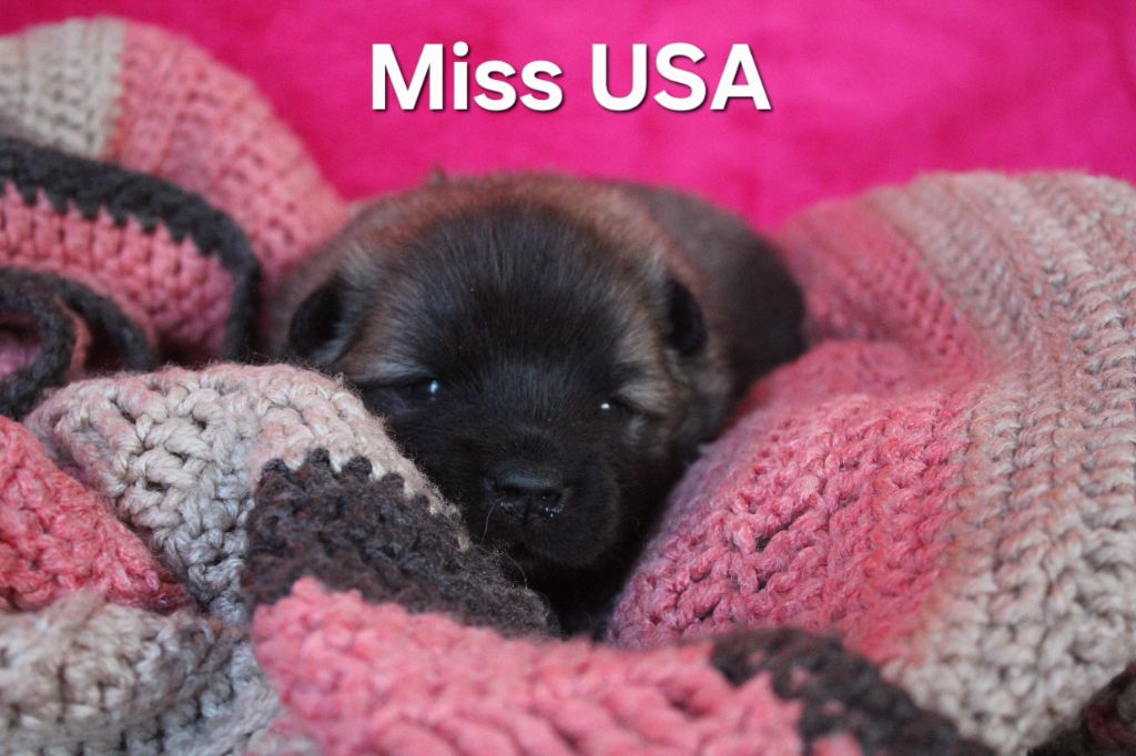 Des Terres d'Orya - Chiots disponibles - Eurasier
