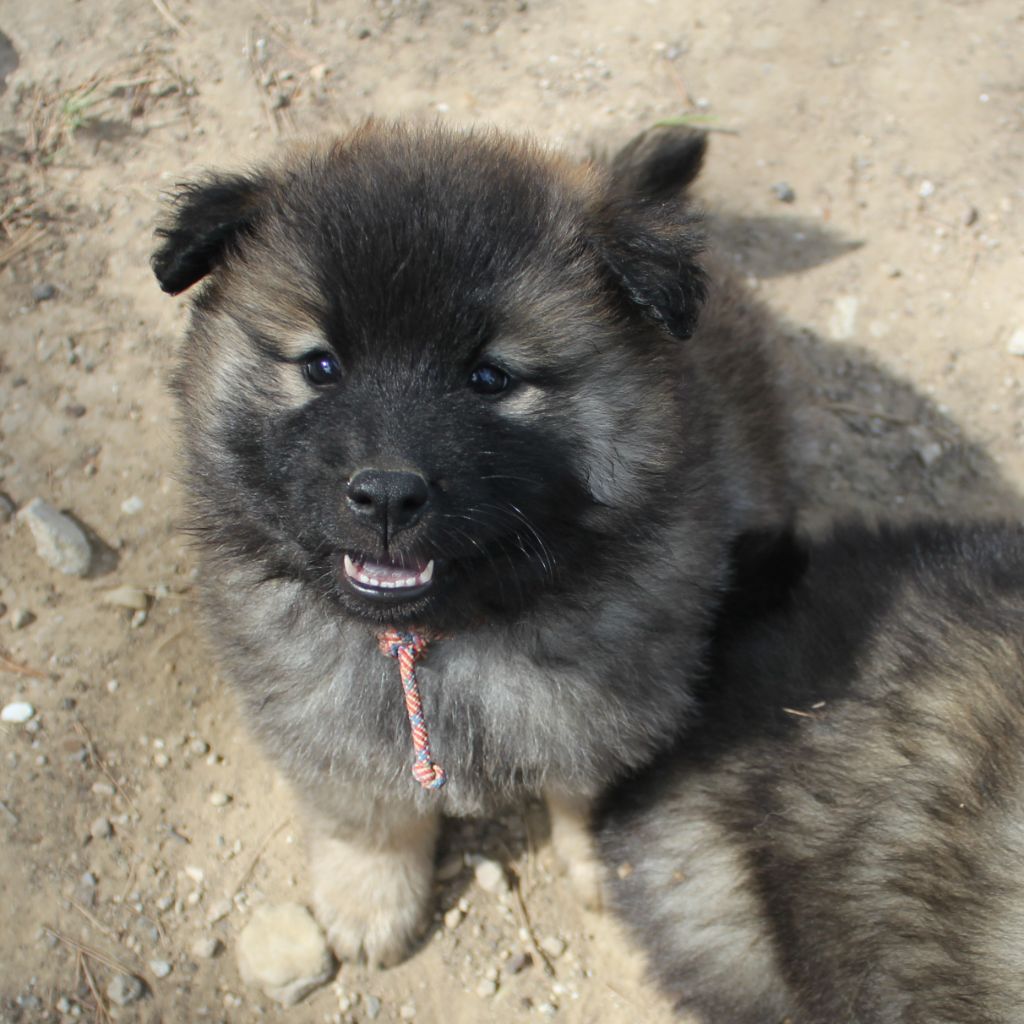 Des Terres d'Orya - Eurasier - Portée née le 18/05/2024