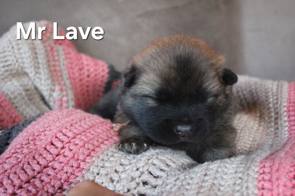 Des Terres d'Orya - Chiots disponibles - Eurasier