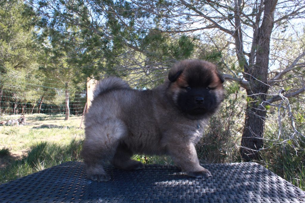 Des Terres d'Orya - Eurasier - Portée née le 31/01/2024