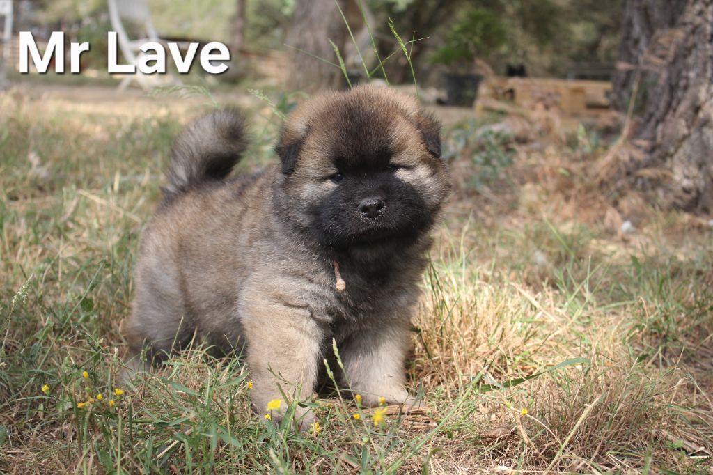 Des Terres d'Orya - Chiots disponibles - Eurasier