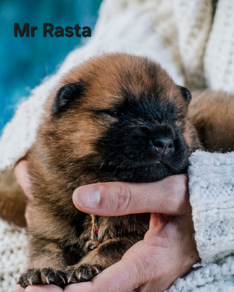 Des Terres d'Orya - Chiots disponibles - Eurasier