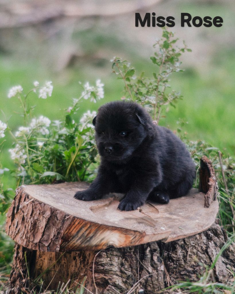 Des Terres d'Orya - Chiots disponibles - Eurasier