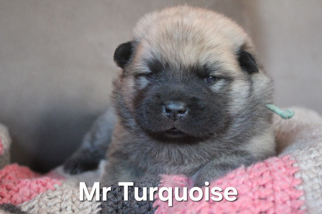 Chiot Eurasier Des Terres d'Orya
