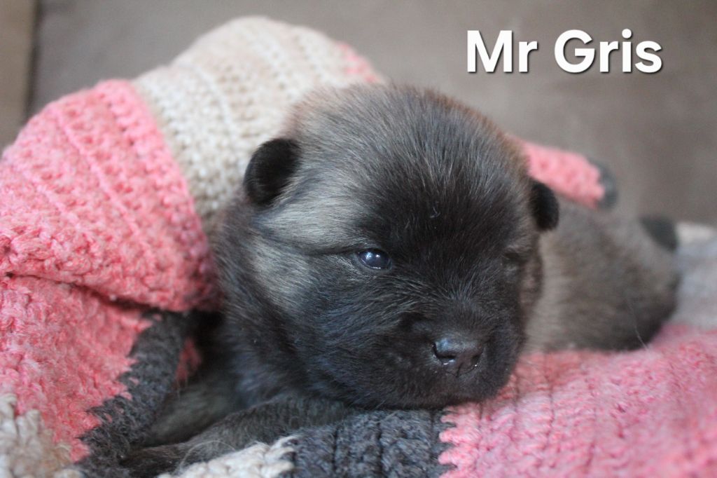 Des Terres d'Orya - Chiots disponibles - Eurasier