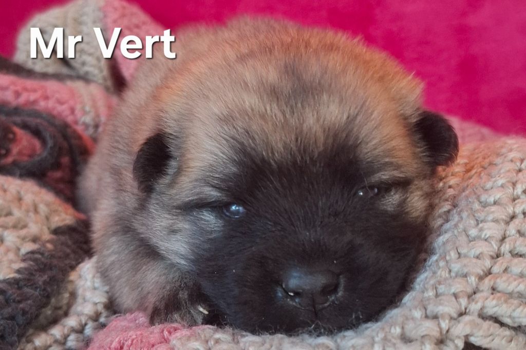 Des Terres d'Orya - Chiots disponibles - Eurasier