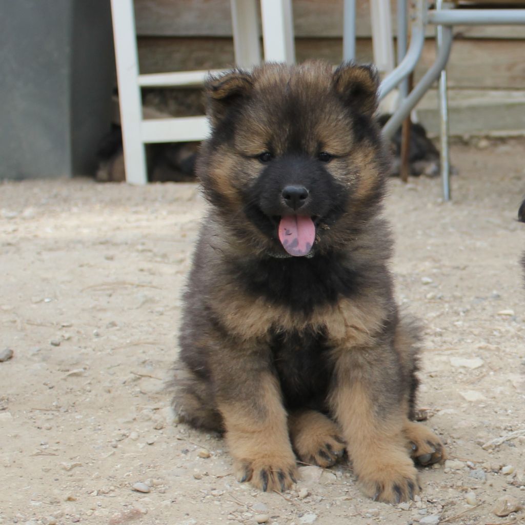 Des Terres d'Orya - Eurasier - Portée née le 15/05/2024