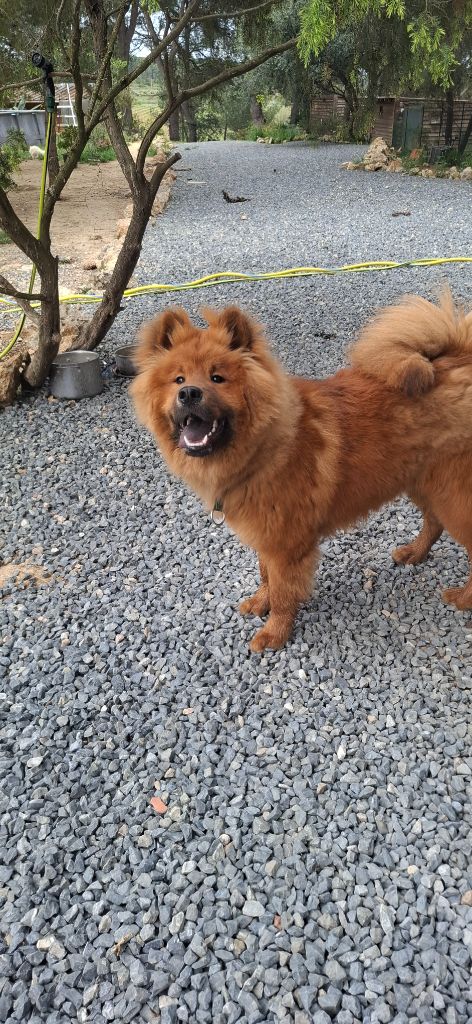 Des Terres d'Orya - Eurasier - Portée née le 13/10/2024