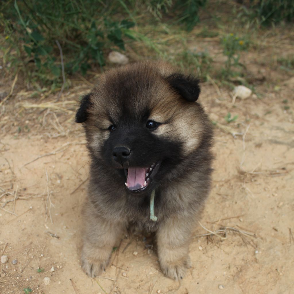 Des Terres d'Orya - Eurasier - Portée née le 18/05/2024