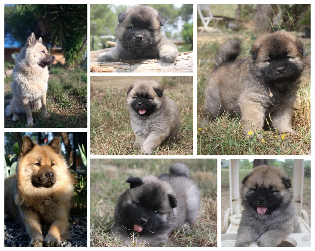 Chiot Eurasier Des Terres d'Orya