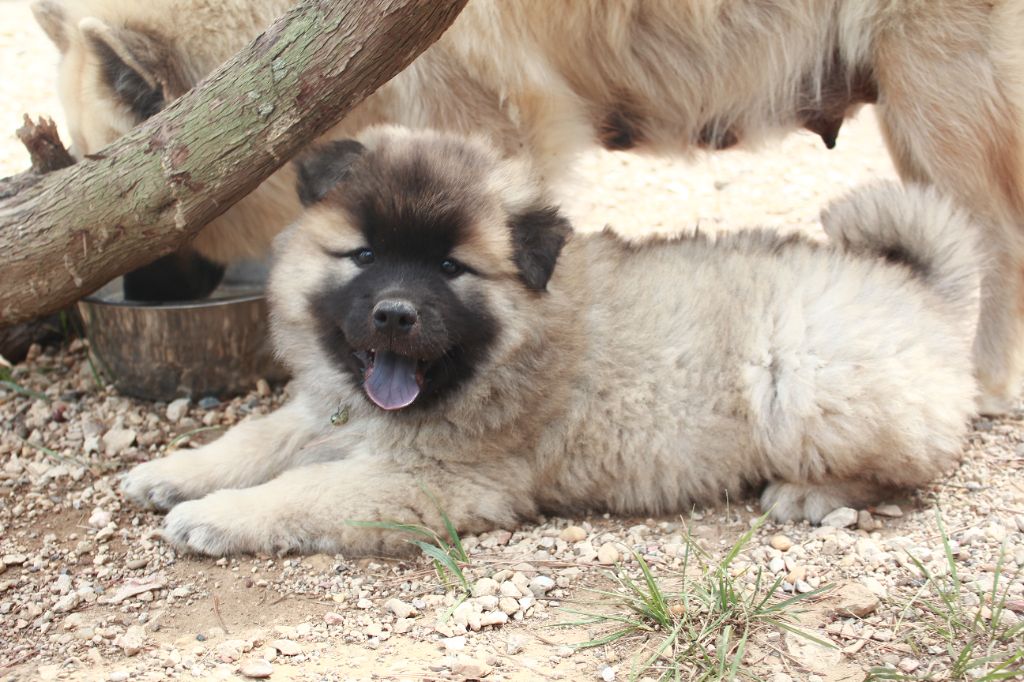 Des Terres d'Orya - Eurasier - Portée née le 21/04/2023