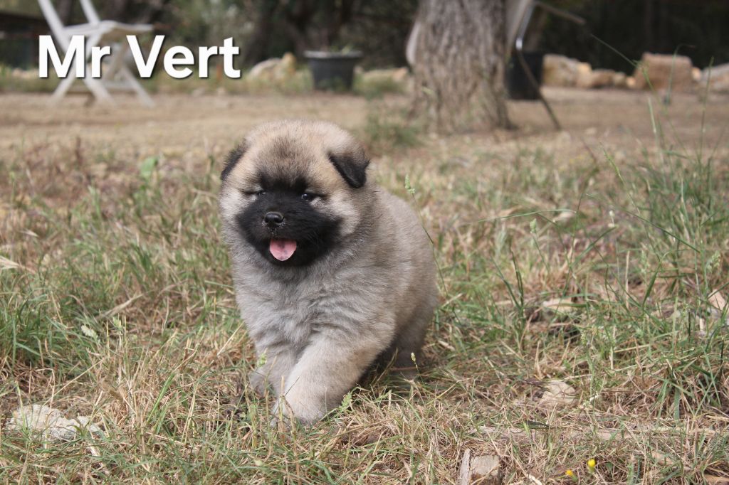 Des Terres d'Orya - Chiots disponibles - Eurasier