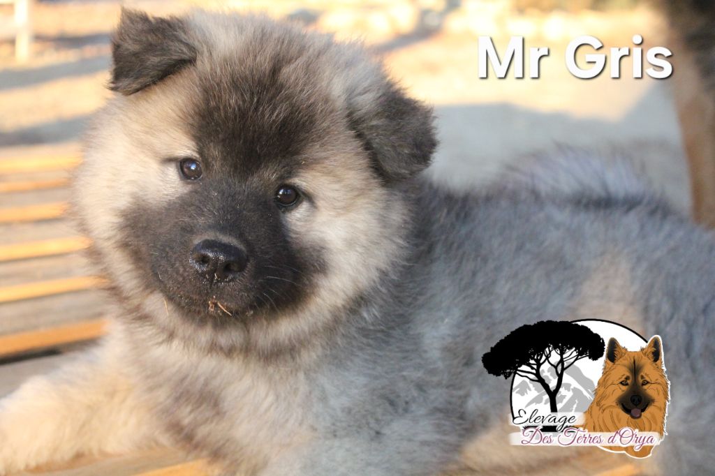 Des Terres d'Orya - Chiots disponibles - Eurasier