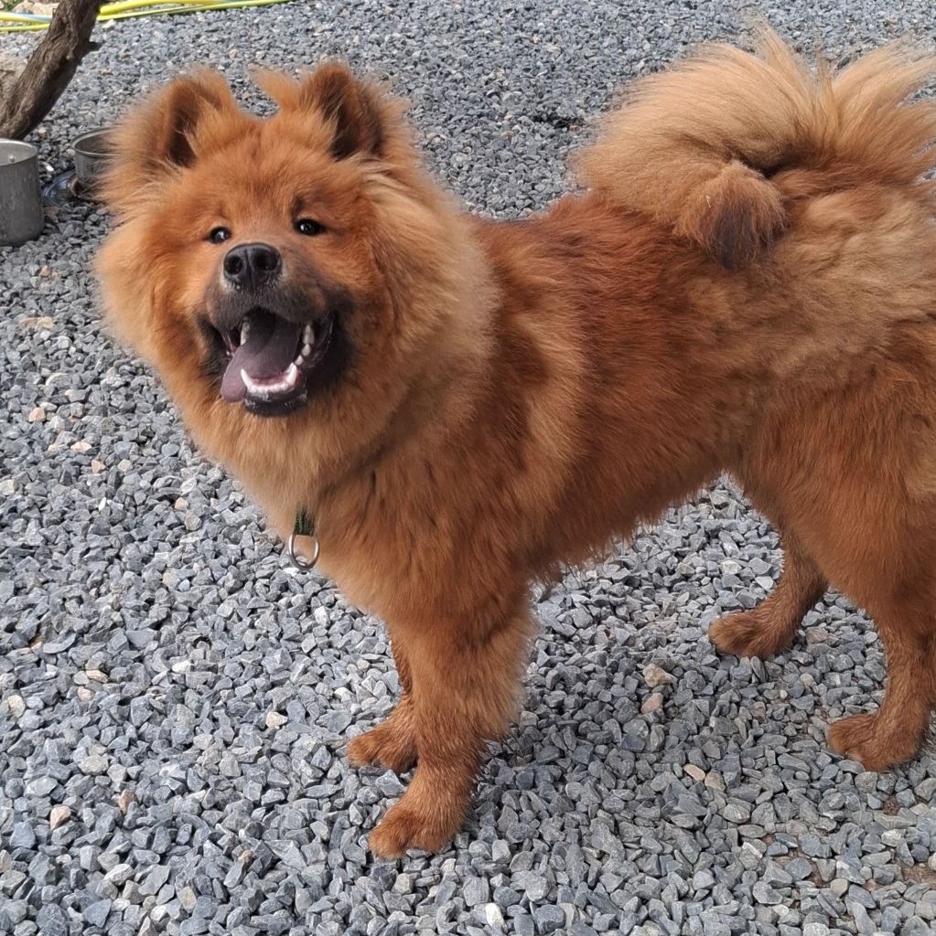 Des Terres d'Orya - Chiots disponibles - Eurasier
