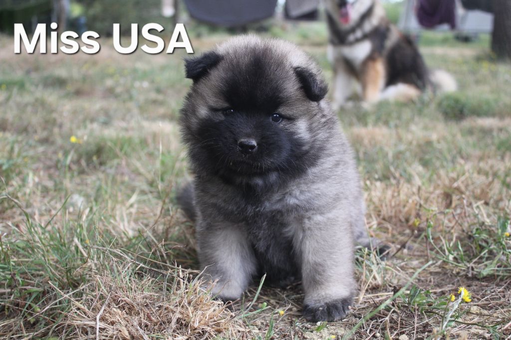 Des Terres d'Orya - Chiots disponibles - Eurasier