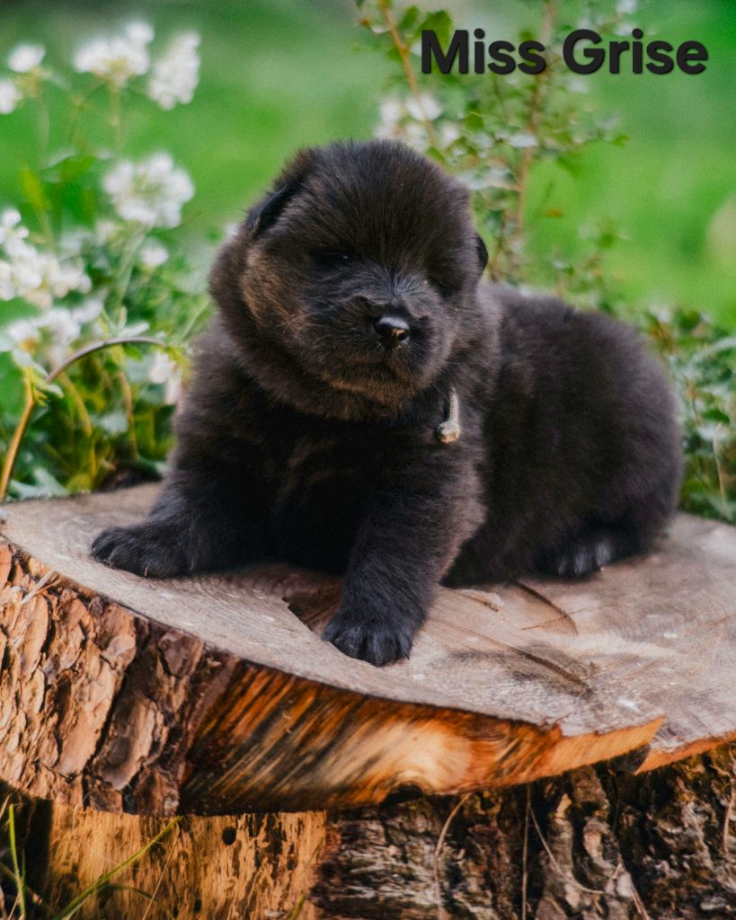 Des Terres d'Orya - Chiots disponibles - Eurasier